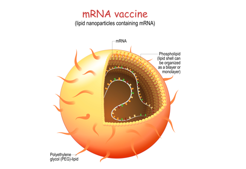 Schematic structure of a lipid nanoparticle encapsulating mRNA in an mRNA vaccine. 