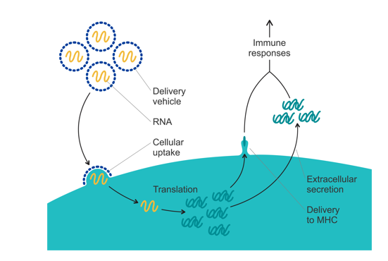 The scheme shows the consecutive steps in the mechanism of action of mRNA vaccine from delivery of LNP-encapsulated mRNA to the induction of immune response.
